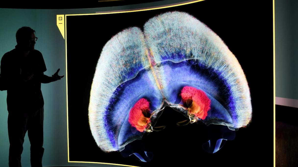 Nouvelles preuves des capacités du Coronavirus à attaquer le cerveau.
