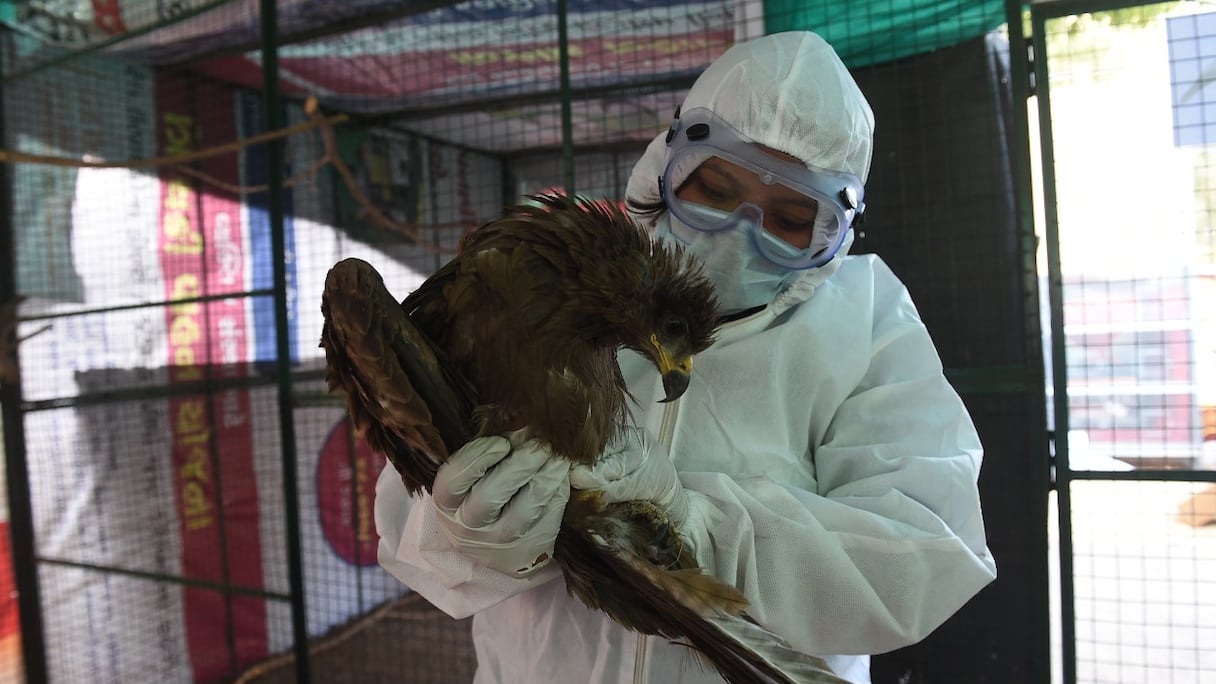 Une personne portant un équipement de protection individuelle (EPI) par mesure de précaution contre la propagation de la grippe aviaire vient au secours d'un oiseau blessé dans un abri temporaire à Ahmedabad, en Inde, le 13 janvier 2021.
