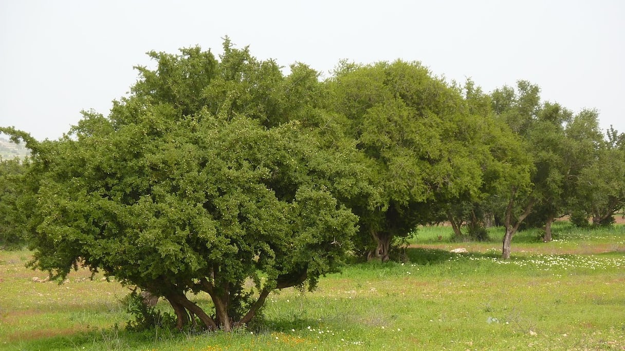 Arganiers (près d'Essaouira). Véritable richesse de la flore en pays Haha, cet arbre endémique au Maroc est pourvoyeur de multiples bienfaits écologiques. L'huile d'argan, extraite de ses amandons, à usage cosmétique ou alimentaire, est riche en vitamines E, A et en anti-oxydants. 
