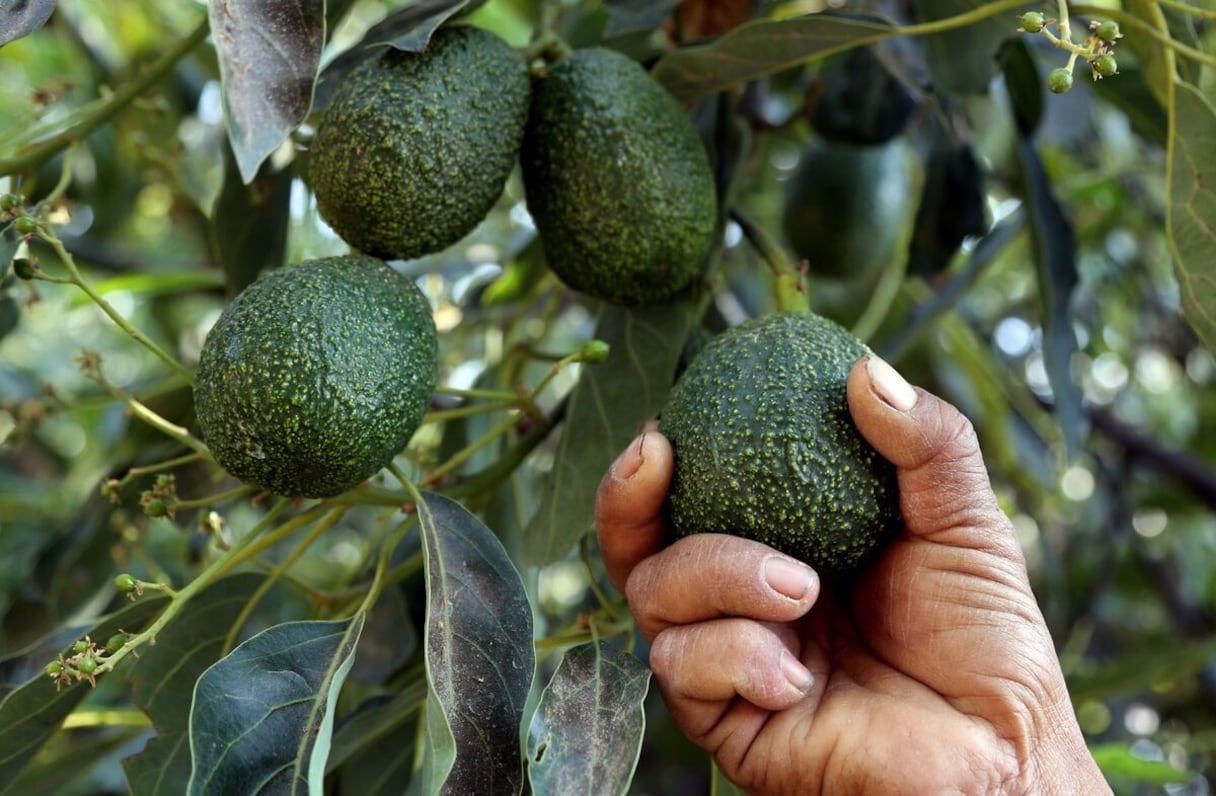 Fruit de l'avocat.