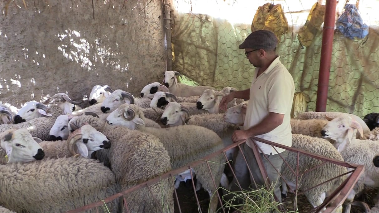 مهن موسمية.. إقبال كبير على تربية أضاحي العيد بقرى سوس