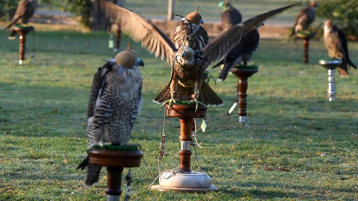 Un élevage de faucons.
