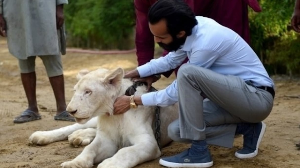 Un lion comme animal de compagnie.
