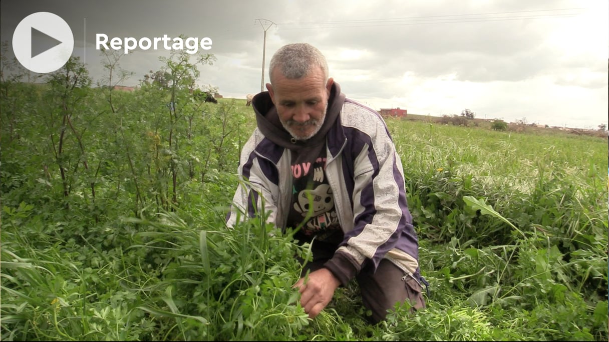 Les agriculteurs de Berrechid s'attendent à une fin de saison favorable pour les cultures printanières.
