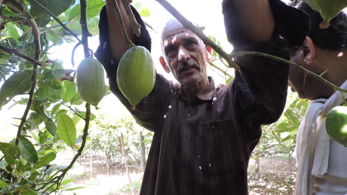 Mohammed Douch, l'un des producteurs de cédrats au Maroc. 
