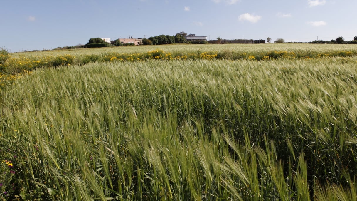 Champ de blé. 
