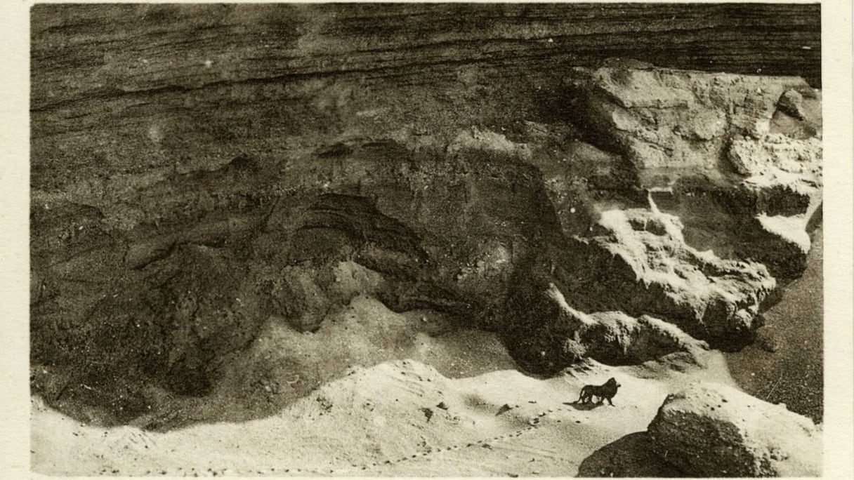 L'un des daguerréotypes de Marcelin Flandrin, qui a pu photographier un lion, au cours du raid Casablanca-Dakar, au début du siècle dernier. Il en avait fait une carte postale. 
