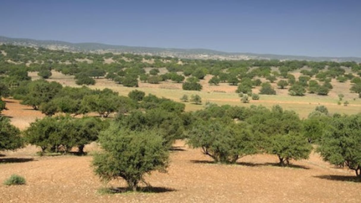 Arganeraie dans le Souss. C'est probablement à l'ère tertiaire (une période géologique comprise de 65 à 2,6 millions d'années avant notre ère) que cette plante endémique du Maroc s'est répandue sur ce territoire. 
