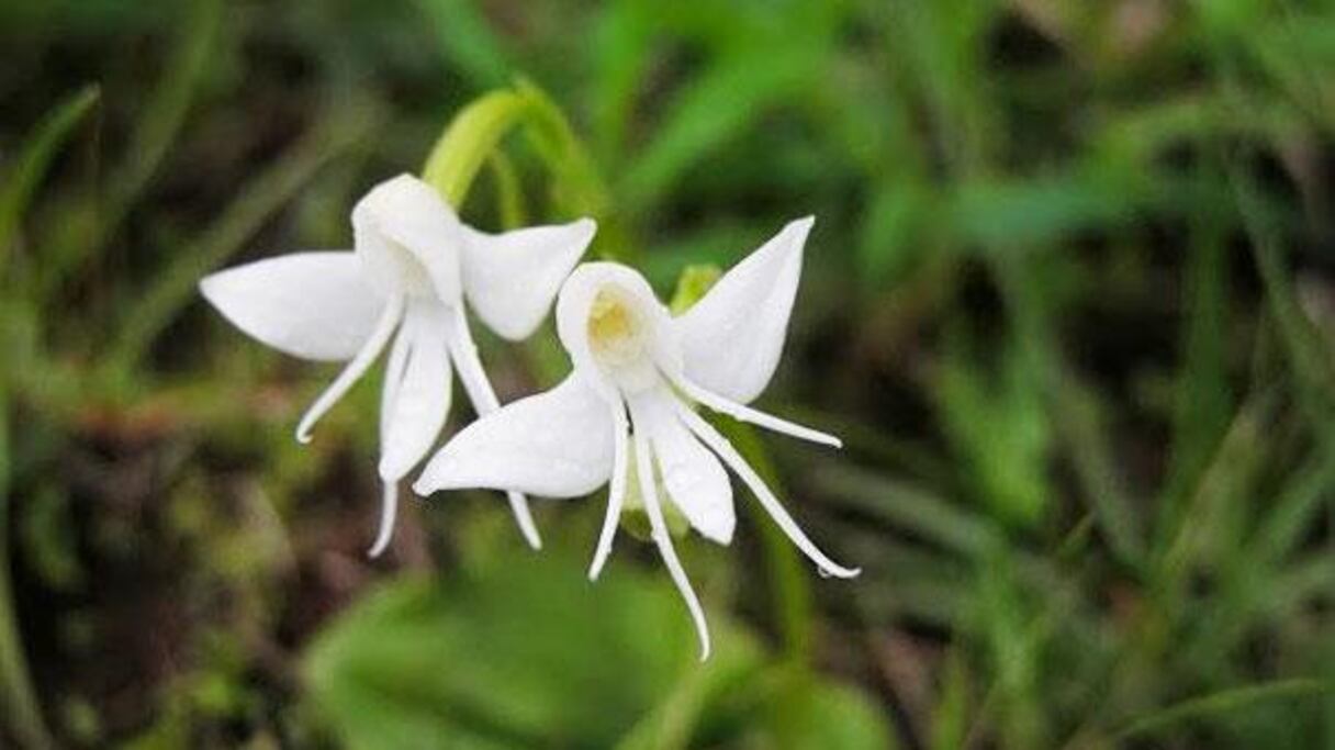 Car, guettant les anges (Habenaria Grandifloriformis), d'étranges démons rôdent alentours.
