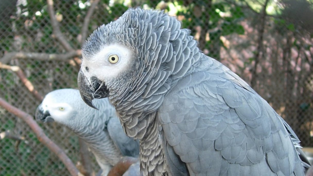 Le Gris du Gabon, appelé aussi perroquet jaco (Psittacus erithacus).
