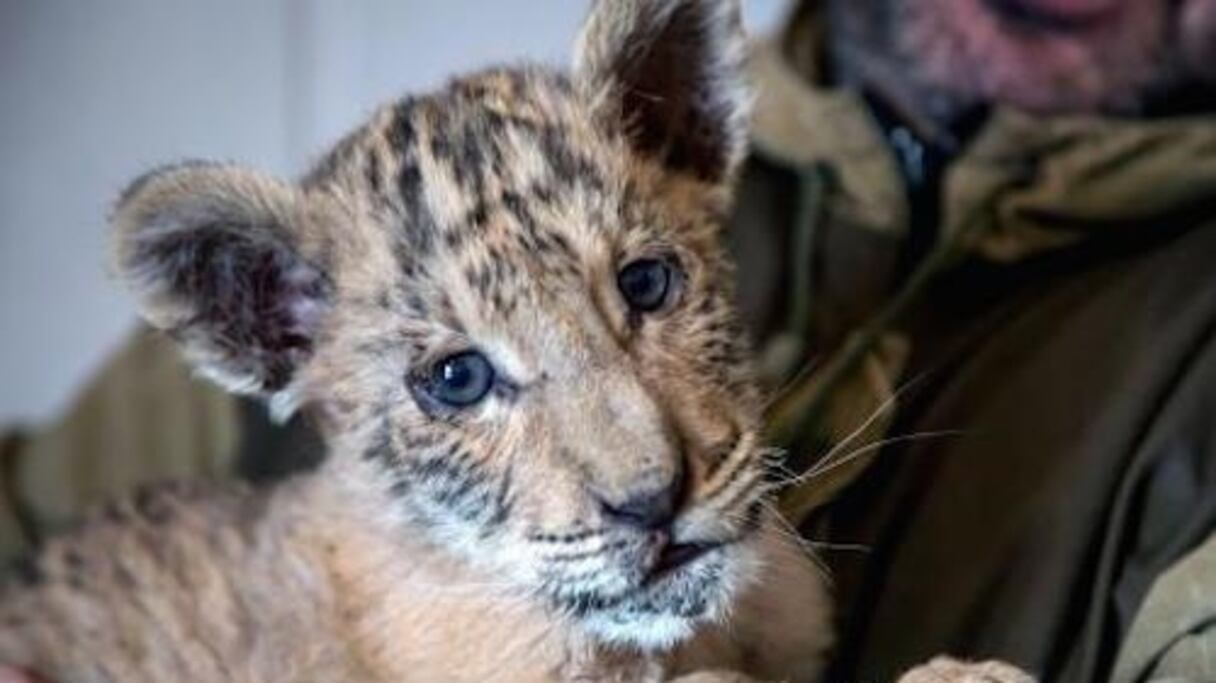 Ce bébé ligre est un croisement très rare entre un lion et une tigresse.

