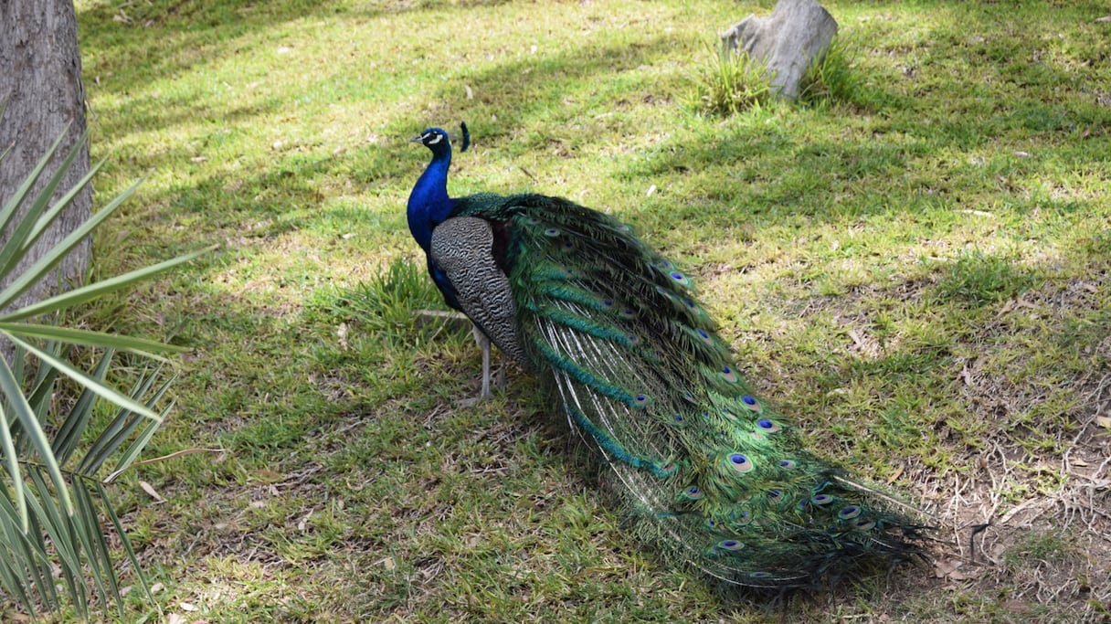 La Vallée des oiseaux à Agadir.
