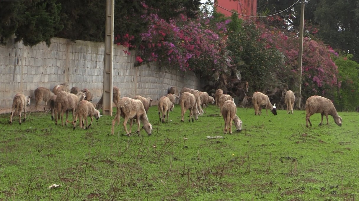 Les pluies abondantes qui se sont abattues sur la région de Rabat mi-décembre 2022, ont redonné espoir aux agriculteurs et éleveurs.
