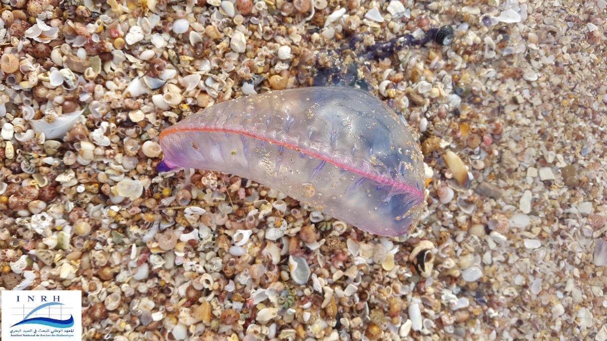 Physalia Physalis, espèce urticante, connue sous le nom d'el afia
