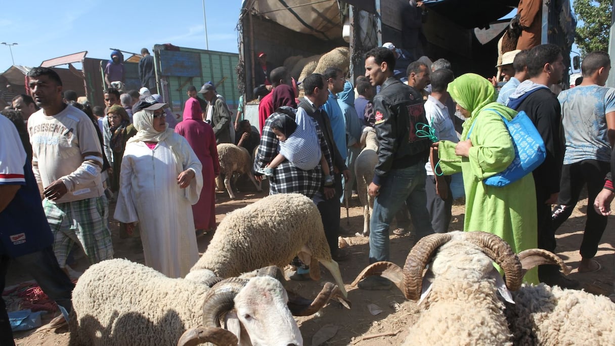 Les marocains sont souvent venus en famille pour choisir le monton autour duquel ils se réuniront mercredi.
