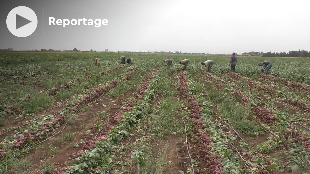 Une exploitation agricole à Berrechid.
