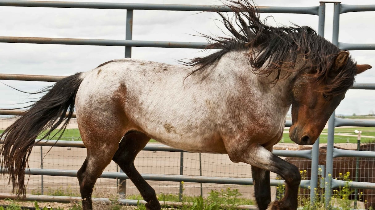 On retrouve la présence du cheval barbe sur les gravures et peintures rupestres du Maghreb, de la Libye au Maroc. 
