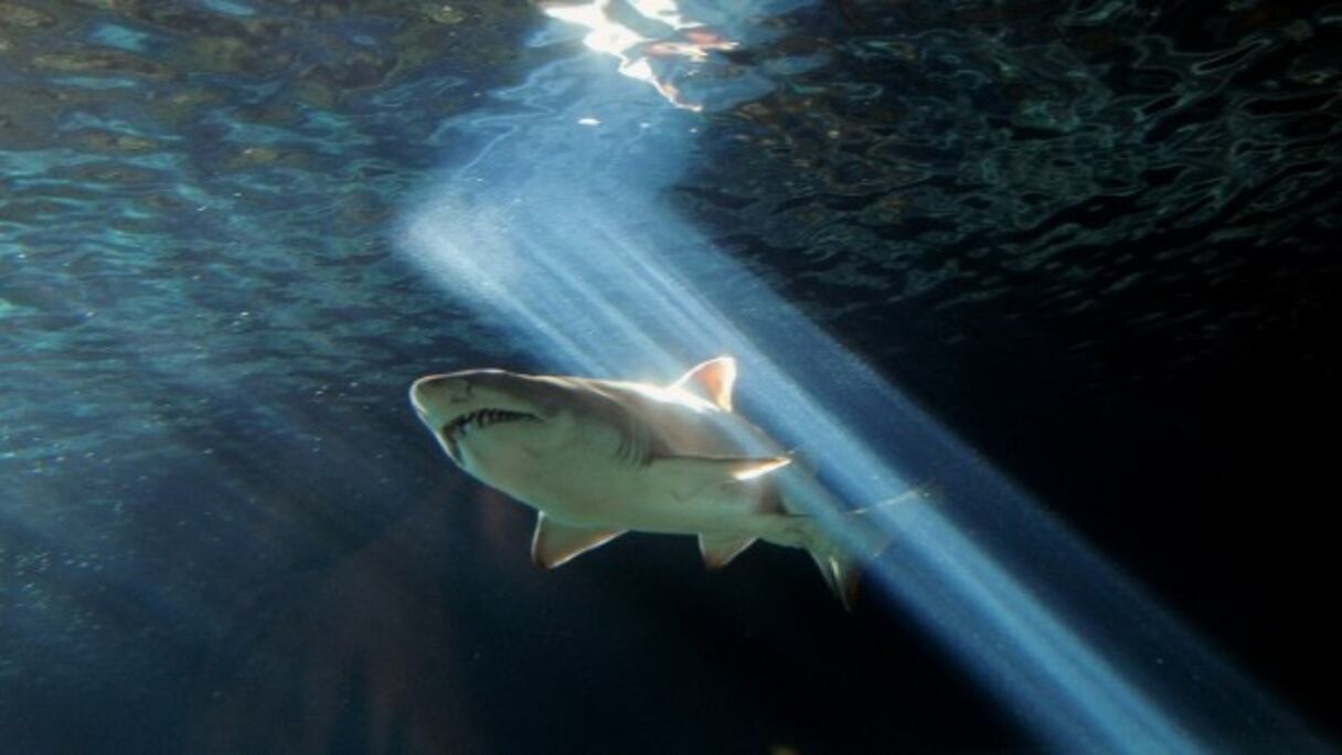 Un requin à l'Aquarium de Sydney (Australie) le 3 juillet 2010
