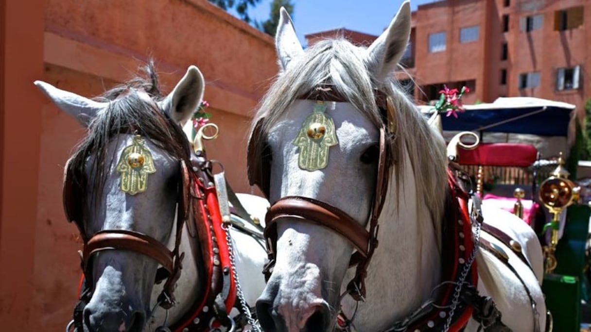 Chevaux de calèches à Marrakech.
