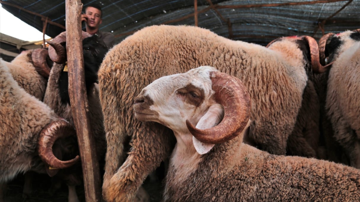 Les ministères de l’Intérieur et de l’Agriculture ont arrêté les modalités d'exécution des opérations d'approvisionnement du marché en orge pour bétail et aliments composés subventionnés.
