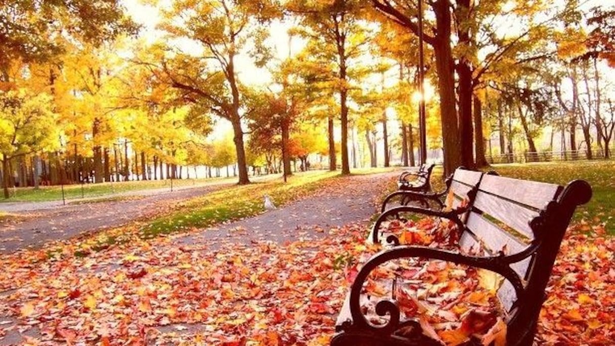 Parc d'Ifrane, à l'automne (Moyen Atlas). L'ancien nom d'Ifrane est Tourtite, qui signifie jardin en amazigh. Le développement d'Ifrane et de sa région doit beaucoup à ses potentialités naturelles, dont le cèdre, et ce, depuis la période du protectorat au Maroc.
