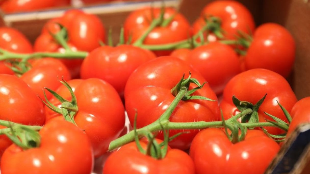 Tomates en branches. 
