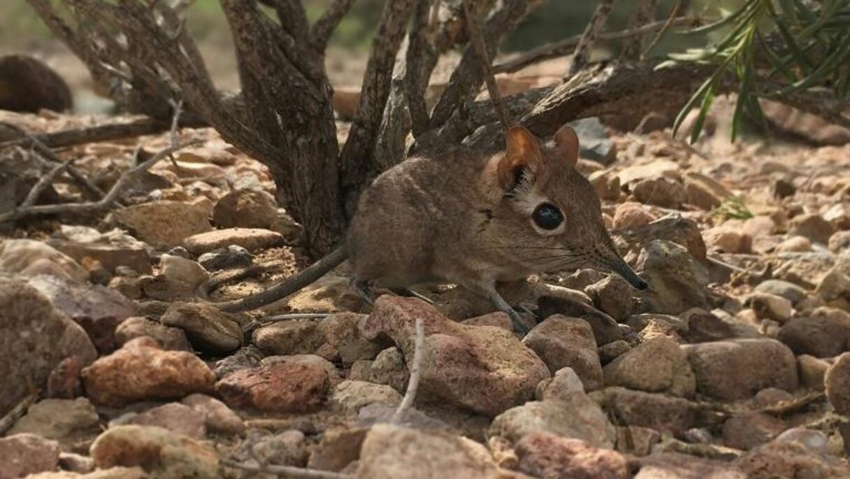 Le petit mammifère au nez en forme de trompe vivait tranquillement à l'écart des hommes dans des zones rocailleuses de la Corne de l'Afrique.
