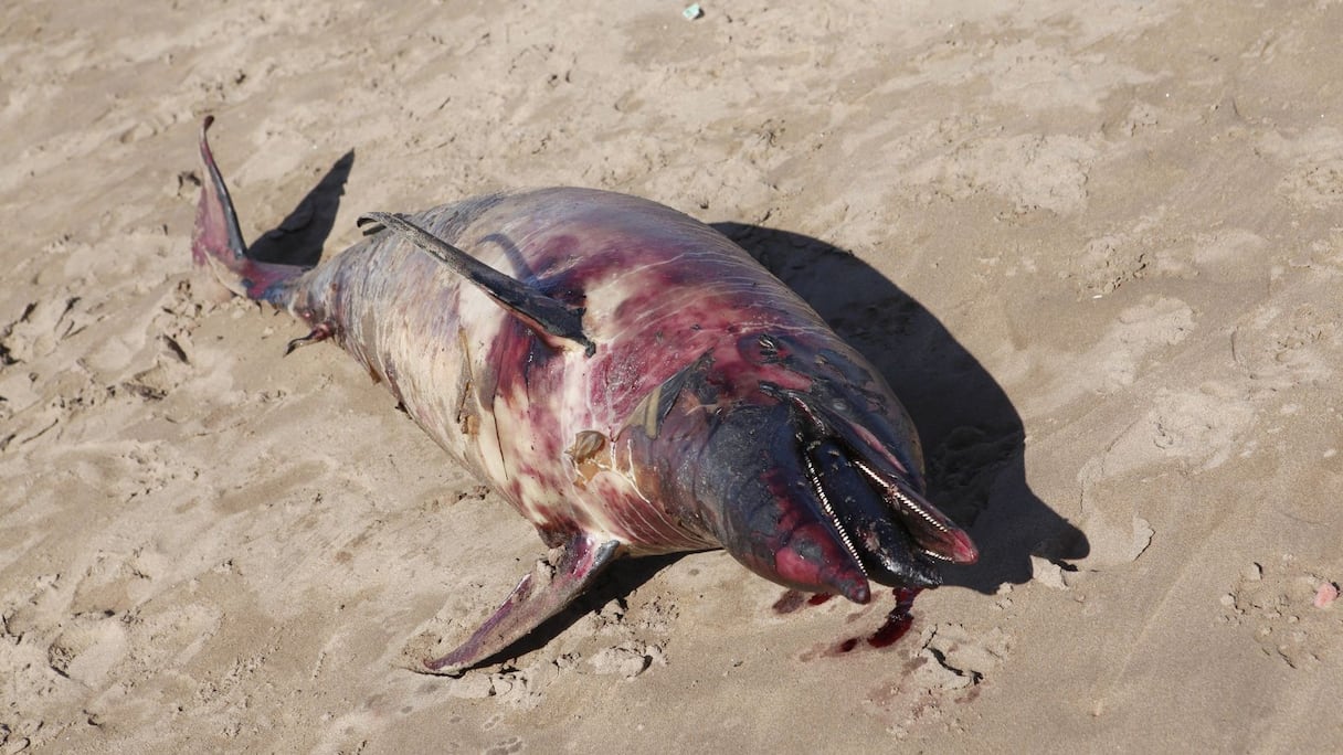 L'image de ce dauphin échoué était d'autant plus saisissante que ce mammifère si fascinant et aimé des hommes -enfin, exception faite de ceux qui le pourchassent, malgré toutes les réglementations mises en place pour le protéger- était en sang.   
