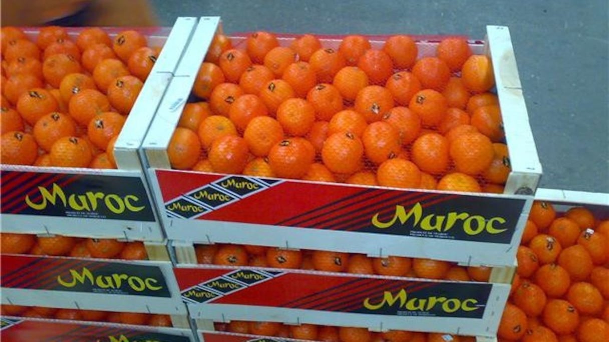 Le Maroc devient le 15e plus grand exportateur de fruits au monde.
