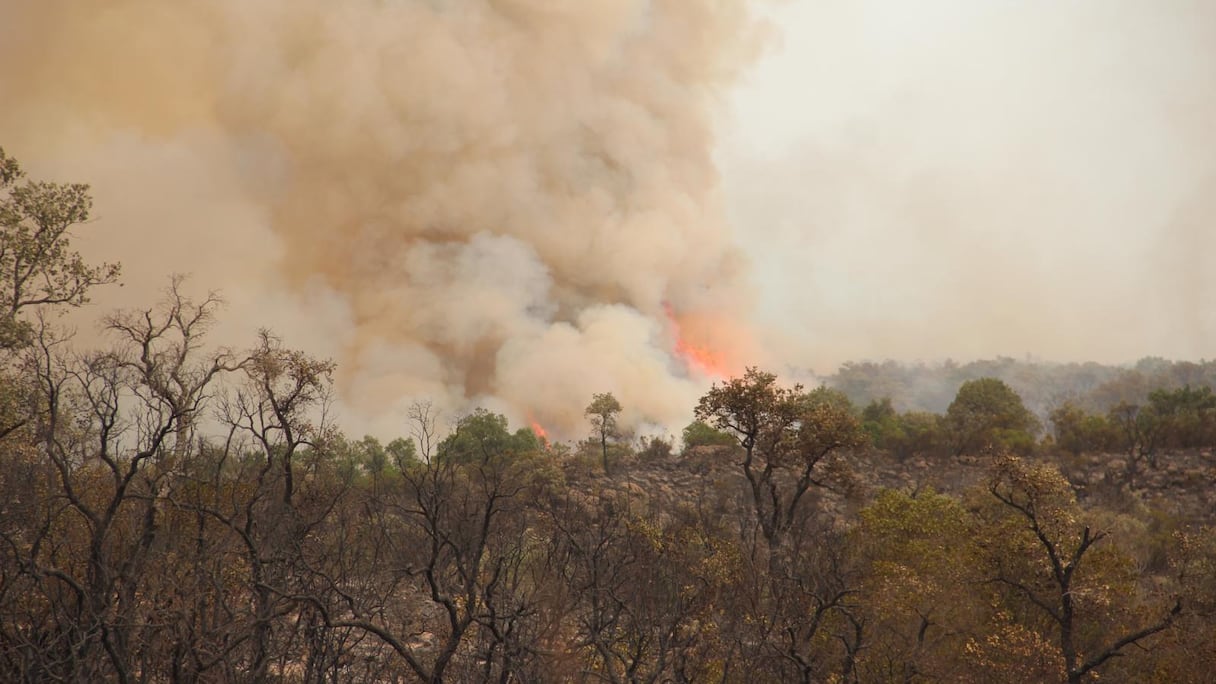 Efforts intenses pour maîtriser un incendie dans la région de Tétouan.
