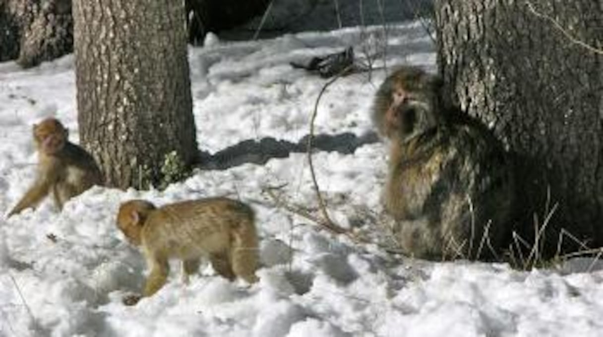 A Azrou, vous croiserez des macaques des neiges, joueurs et malicieux.
