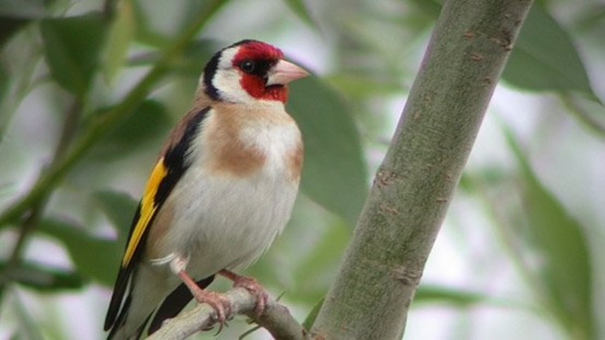 Le chardonneret élégant, l'une des espèces surexploitées. 
