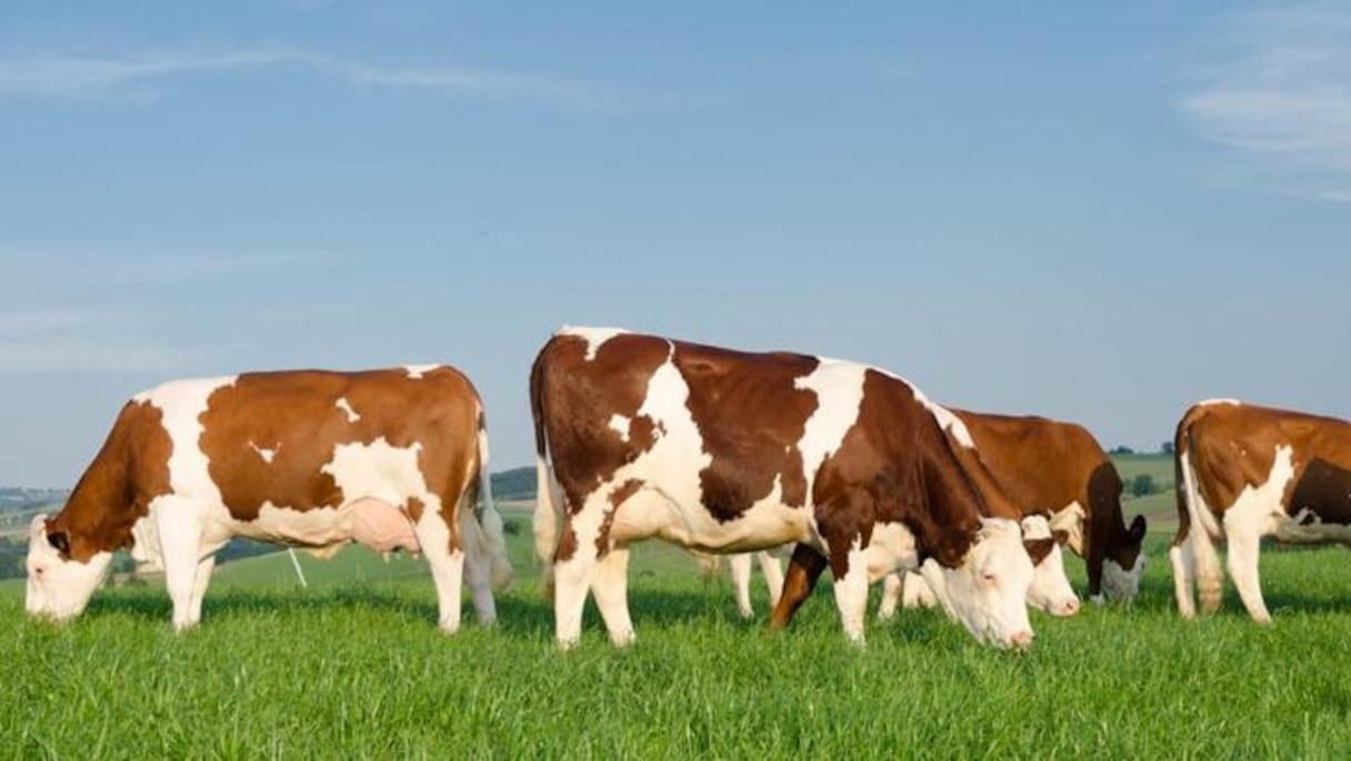 Vaches françaises de race montbéliarde.
