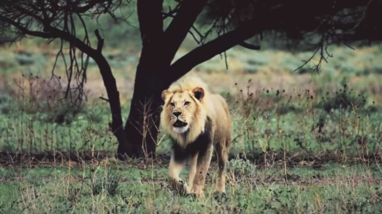 Un lion de l'Atlas.
