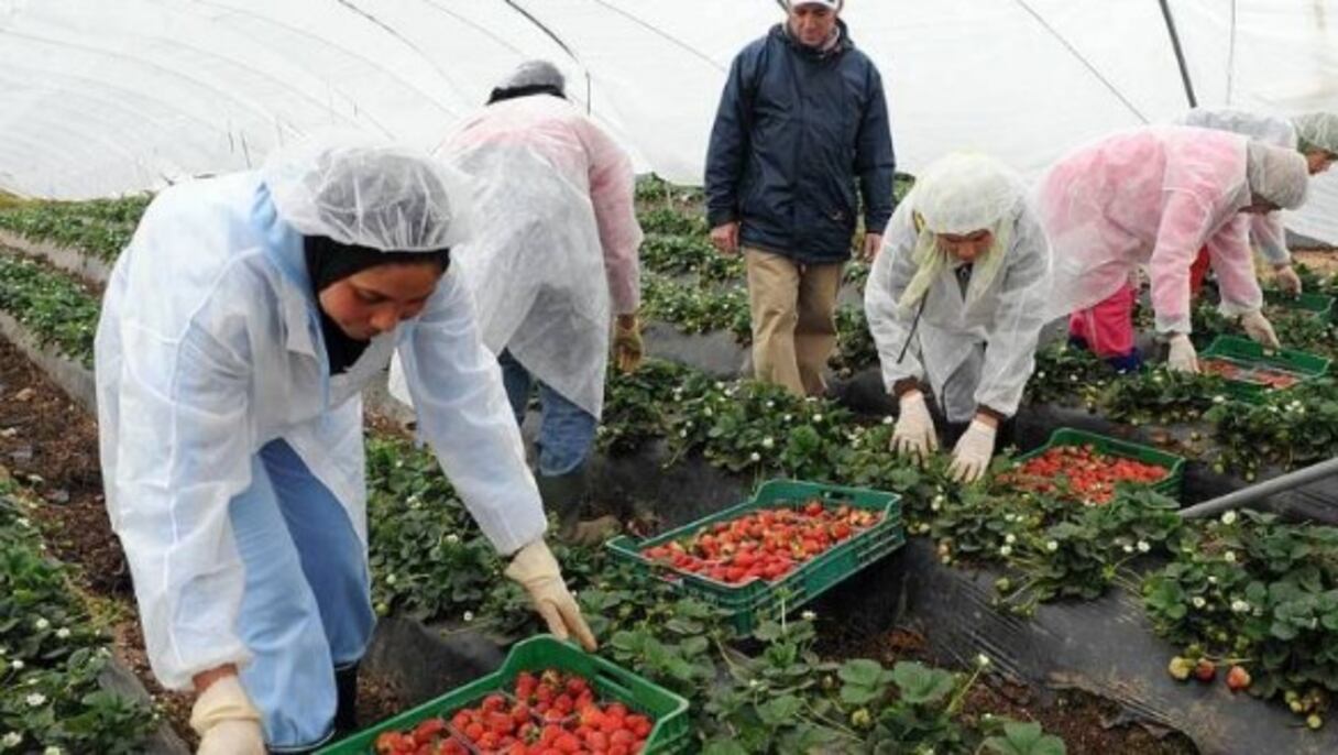 Des travailleuses saisonnières marocaines récoltent des fraises sous une serre, en Andalousie, dans le sud de l'Espagne. 
