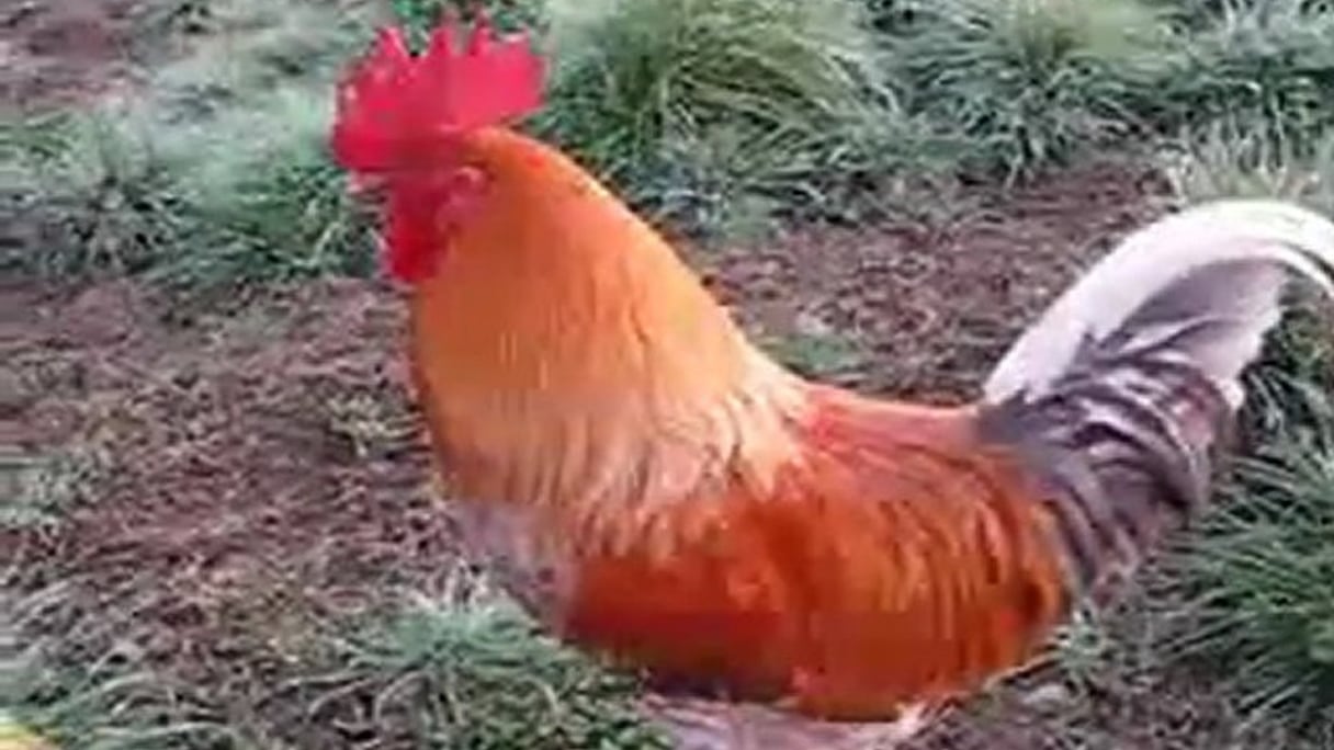 Un coq-Serdouk en Algérie.
