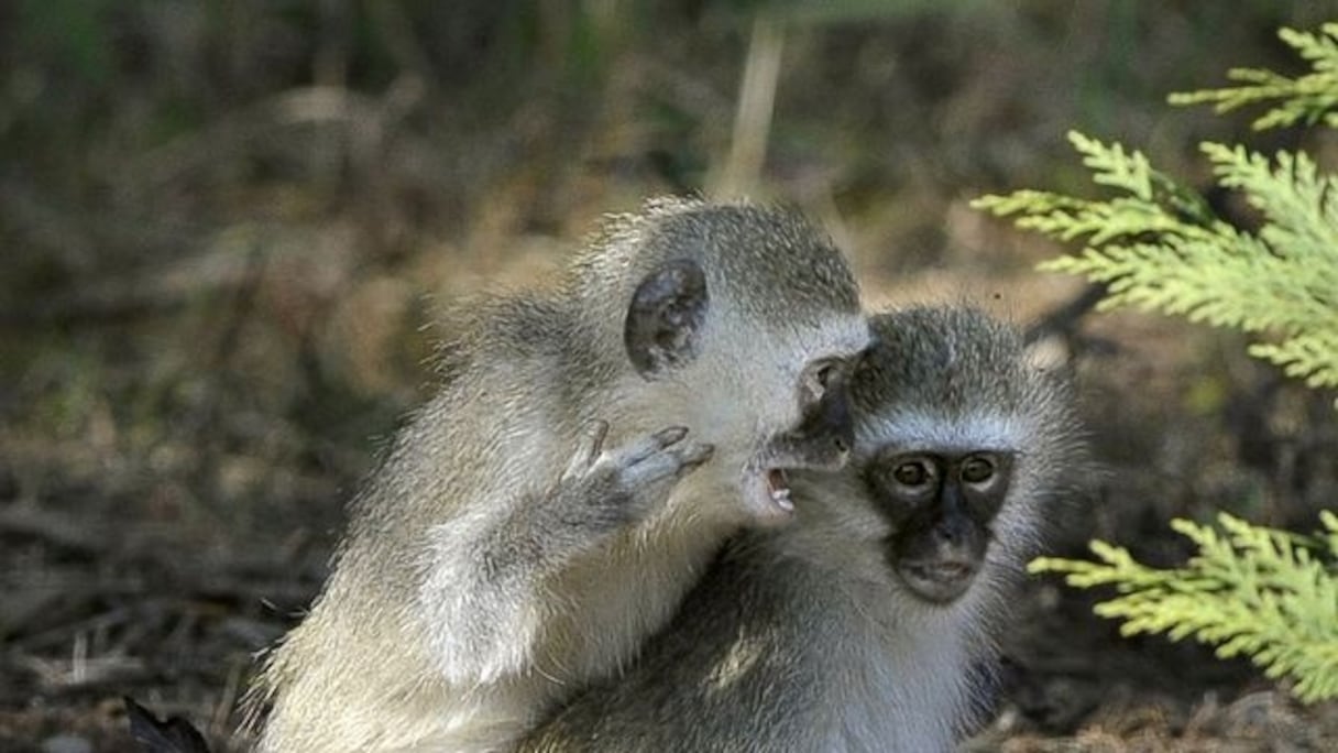 Les singes Vervet au centre d'une étude édifiante. 
