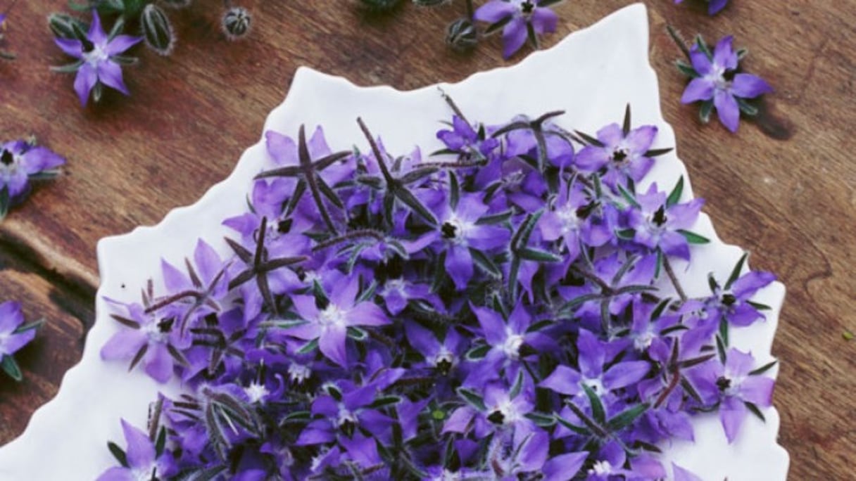 Fleurs de bourrache utilisées dans les salades. 
