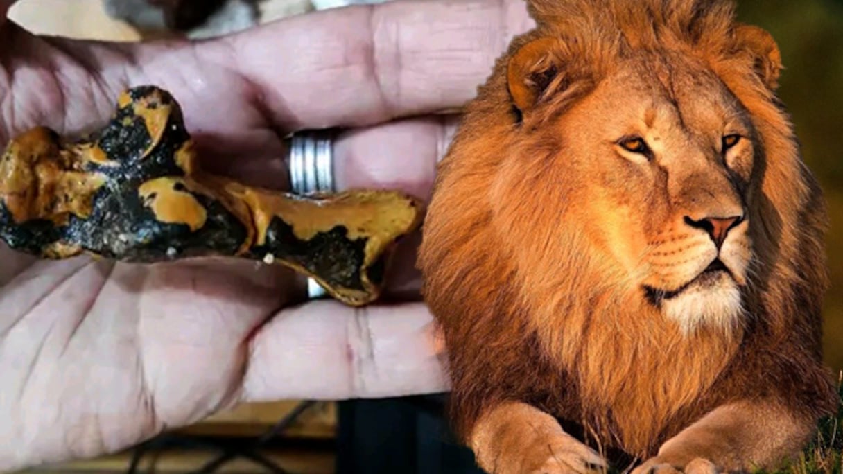 Les ossements fossiles d’un lion de l’Atlas, datant de 110.000 ans, ont été découverts dans la grotte de Bizmoune, près d’Essaouira.
