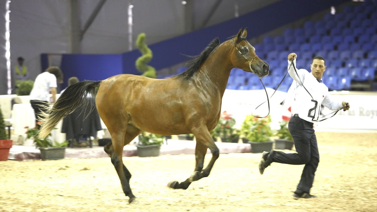 Séance de dressage. Et le cheval et l'homme emportés dans une même valse. C'est, pour l'instant, le cheval qui mène la danse. 
