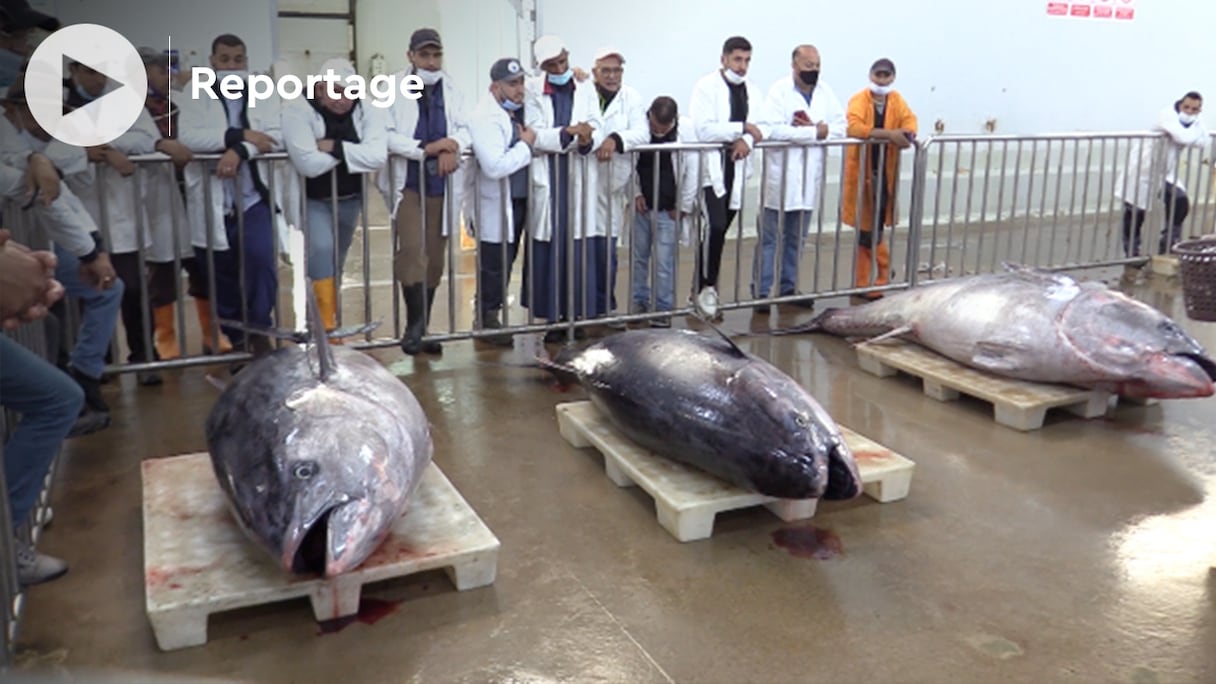 La halle aux poissons d'El Mersa, construite sur 8.200 mètres carrés, a nécessité un investissement total de 40 millions de dirhams.
