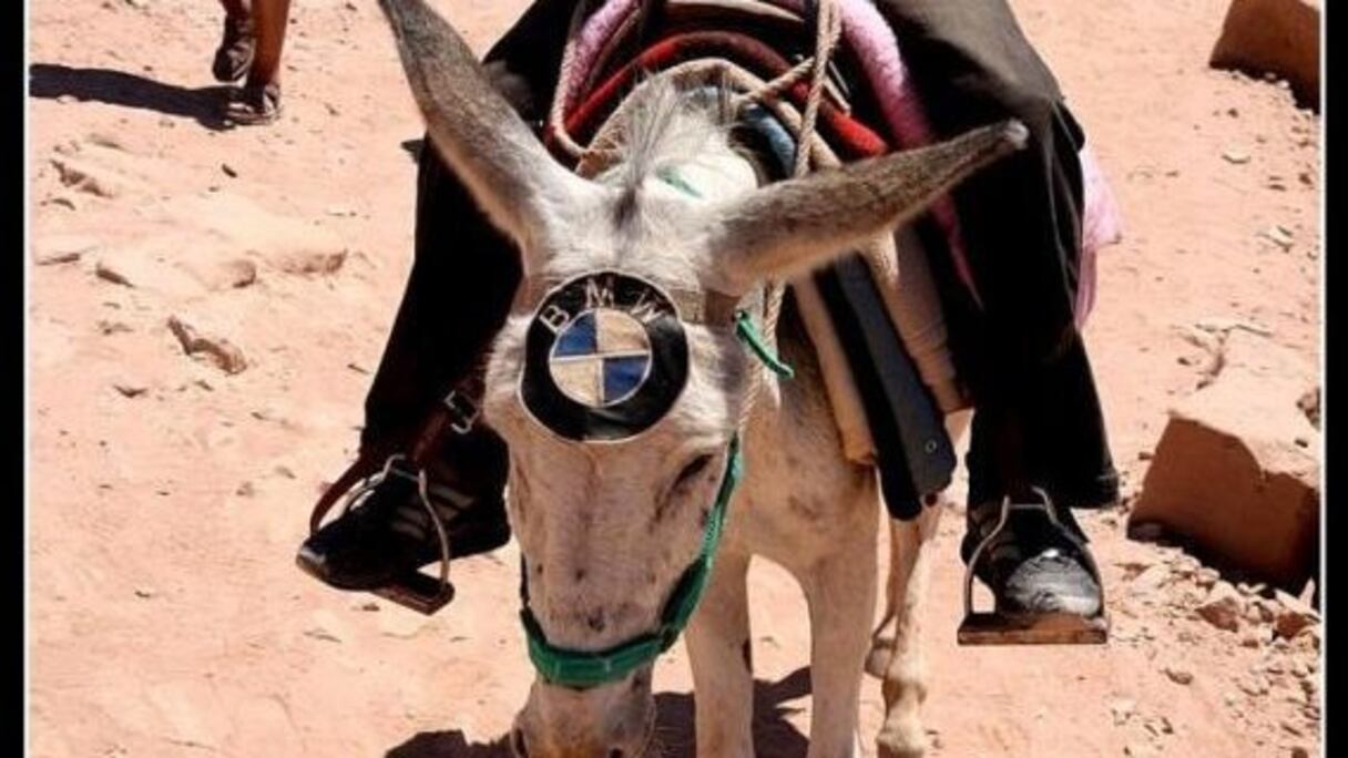 Bon, heureusement, il y en a aussi d'autres qui sont chouchoutés par leurs maîtres qui les parent de beaux atours et d'un diadème BMW. 
