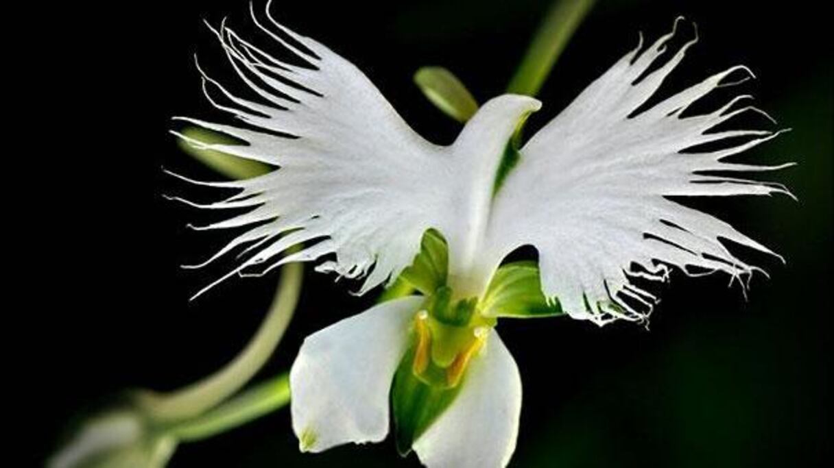 Habenaria Radiata: une féérique colombe, d'une bouleversante poésie.
