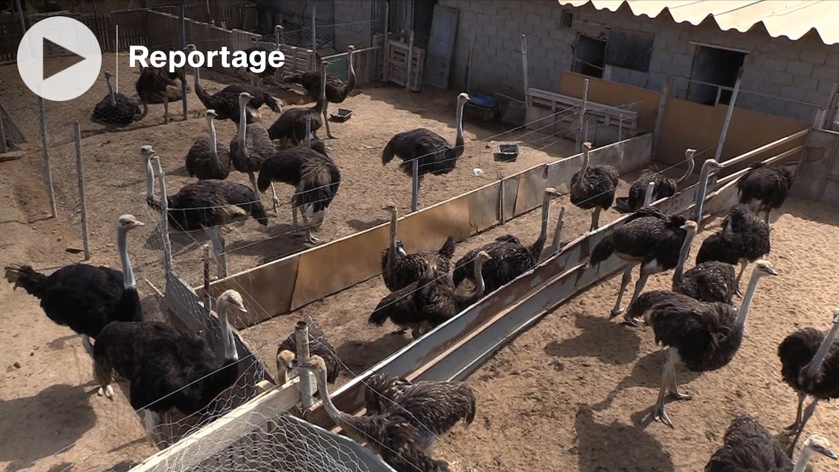 Dakhla présente un milieu adéquat pour l'élevage des autruches.
