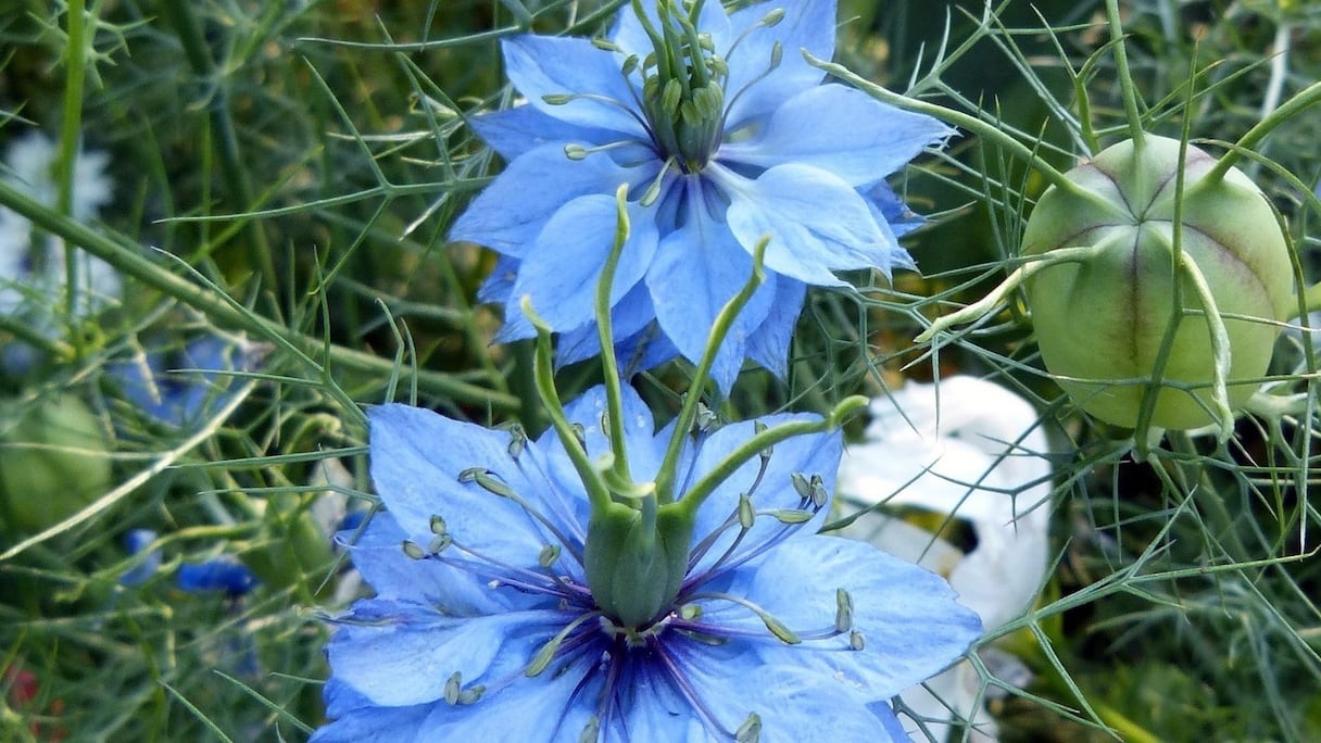 La fleur de Nigelle.
