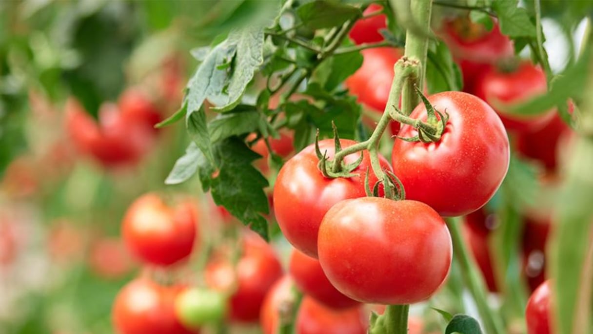 Une grappe de tomates du Maroc.
