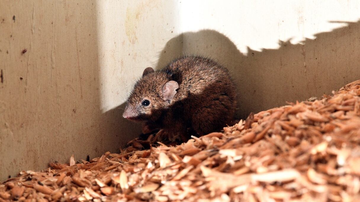 Une souris, dans le centre agricole de Dubbo, en Nouvelle-Galles du Sud, le 1er juin 2021. Une équipe de scientifiques a déclaré le 23 mars 2022 avoir développé un contraceptif oral masculin efficace à 99% chez la souris, sans provoquer d'effets secondaires.