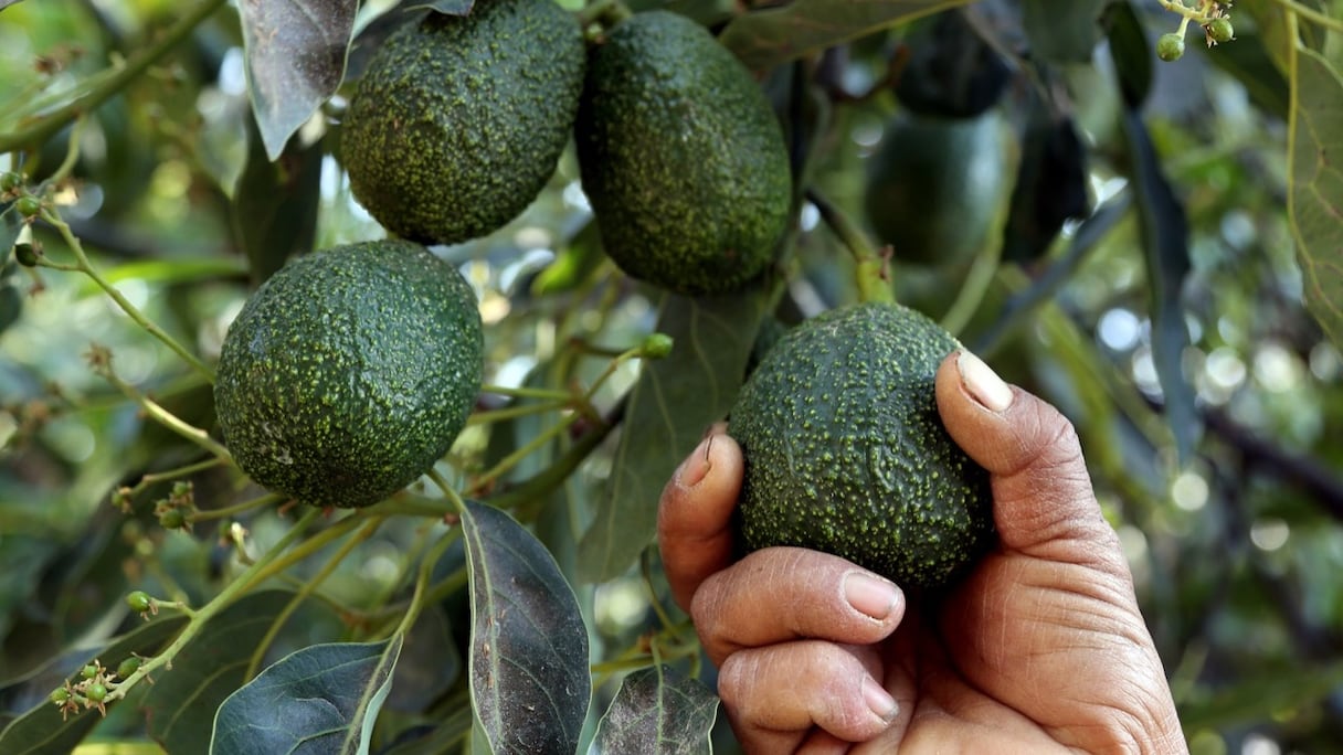 10.000 tonnes d'avocats seront produites annuellement au Maroc par le groupe israélien Mehadrin.
