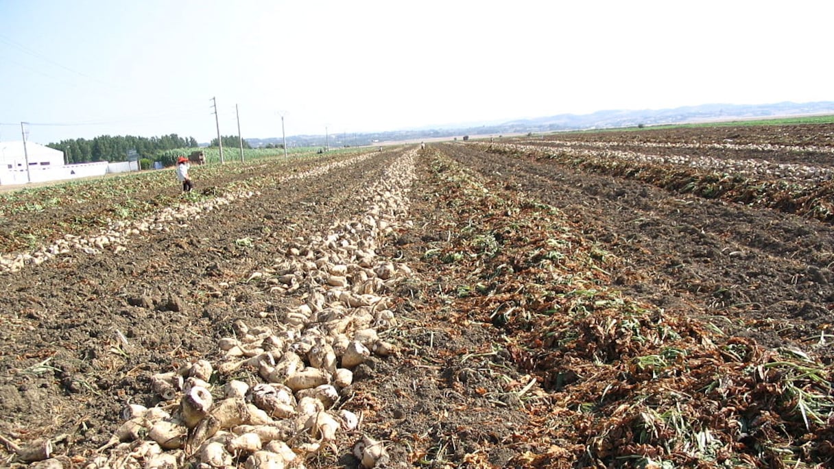 Betteraves à sucre (plaine du Gharb). Généralement récoltée à l'automne, leur culture dure huit mois par an, mais l’agriculteur doit soigner sa terre toute l'année, dans un processus préservant la terre, l’air et l’eau. Le sucre est extrait de leur racine.
