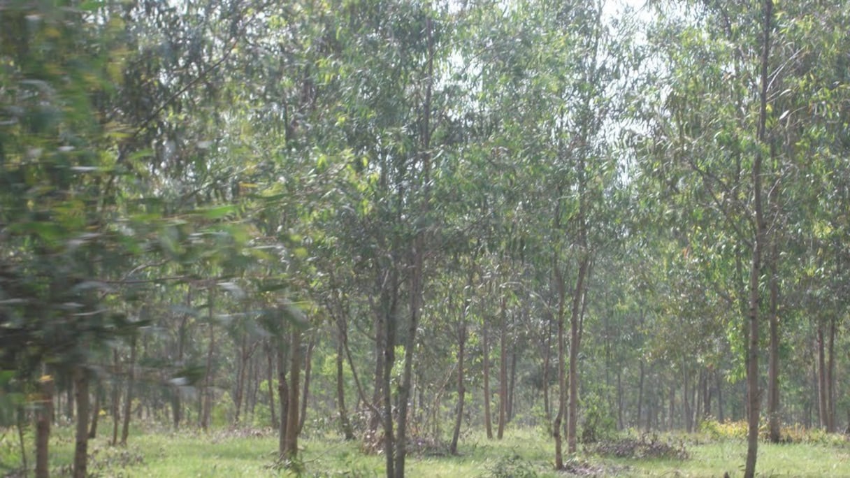 La fôret de Maâmora s'étend sur 130.000 hectares.
